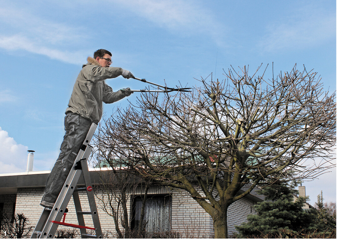Man schneidet den Kugel-Ahorn am besten vor dem Austrieb.