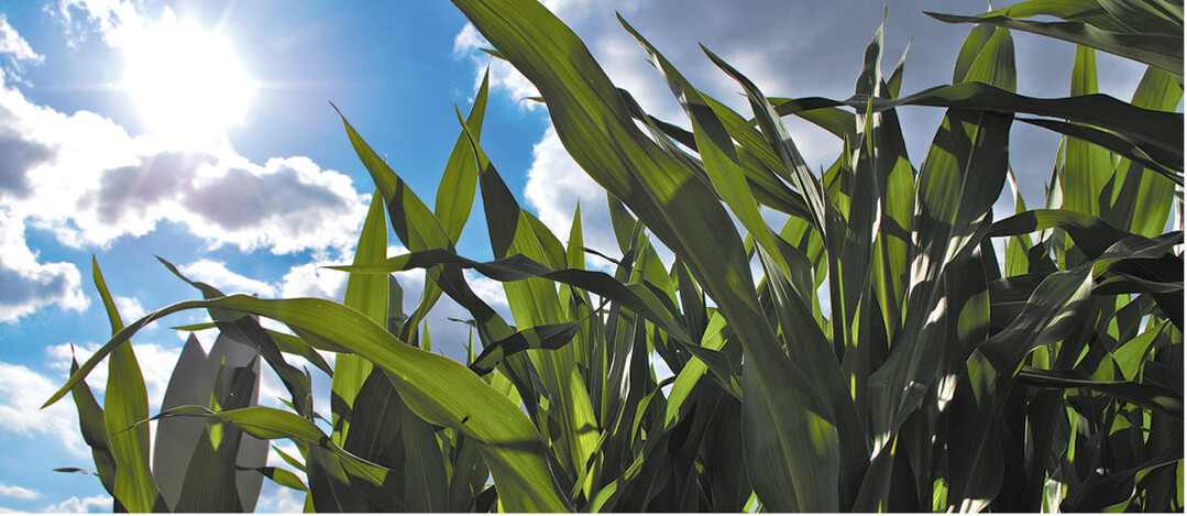 In der EU-Sortenpr�fung werden Sorten, die in einem anderen Land der EU zugelassen worden sind, auf ihre regionale Anbauw�rdigkeit gepr�ft.