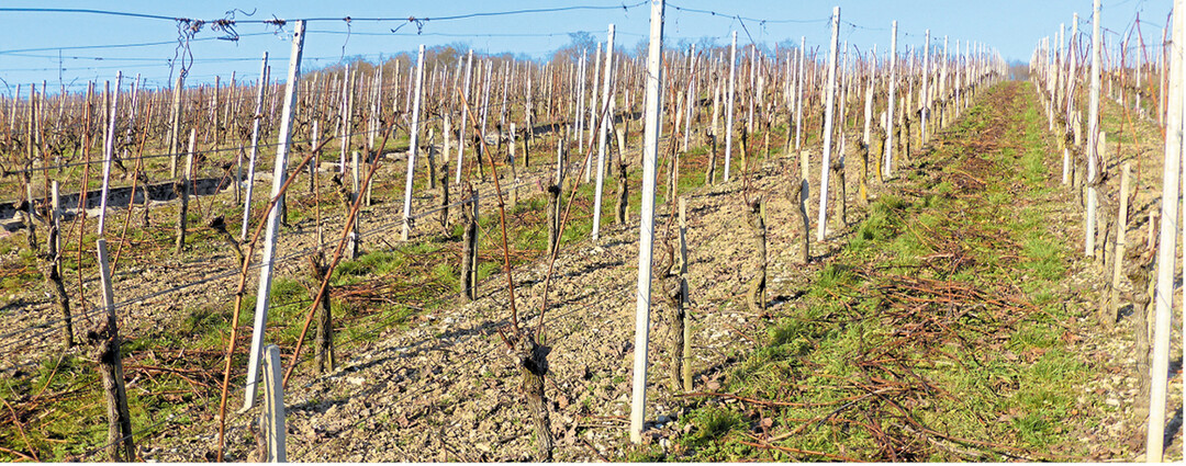 Sofern in Rebfl�chen der Vollerntereinsatz vorgesehen ist, gilt neben einer stabilen Unterst�tzungsvorrichtung auch das Entfernen alter, morscher Holzpf�hlchen als Voraussetzung f�r einen st�rungsfreien Einsatz.