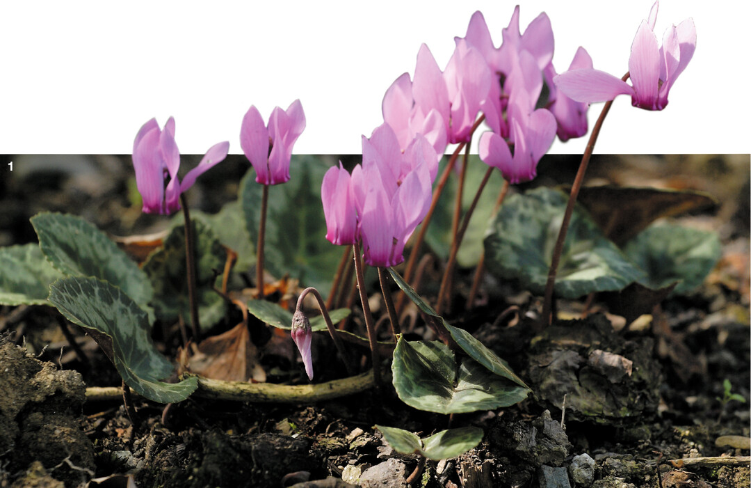 Es gab der Gruppe seinen Namen: das Alpenveilchen (Cyclamen purpurascens).