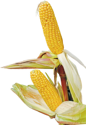 Mais hat sich innerhalb weniger Jahrzehnte zu der nach Weizen wichtigsten Ackerkultur entwickelt.