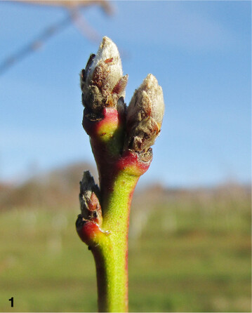 Ab dem Knospenschwellen droht bei Pfirsich Befallsgefahr durch Kräuselkrankheit.