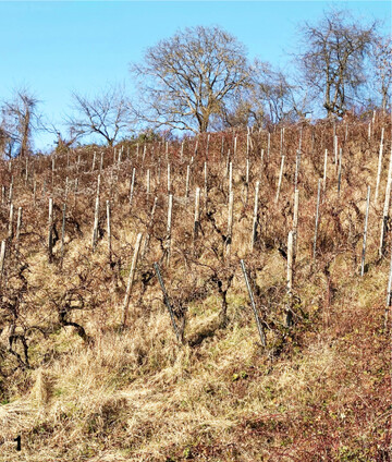 Hier hilft nur noch die Rodung. Unbehandelte Flächen erzeugen starken Pilzdruck auf die umliegenden Rebflächen.