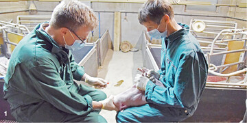 Teamwork im Abferkelstall: Die Blutentnahme bei Tieren jeden Alters gibt in der Antikörperbestimmung Aufschluss über das Infektionsgeschehen im gesamten Bestand.