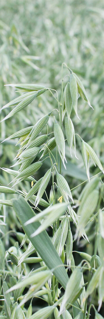Hafer im Landessortenversuch am Standort Boxberg.