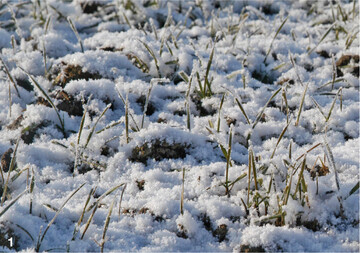 Bei sp�ten Fr�sten k�nnen �hrchenspitzen verloren gehen. Hier kommt es auf die K-Versorgung des Getreides an.