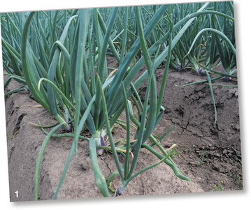 Der Pflanzenschutz in Gemüse wird künftig noch genauer.