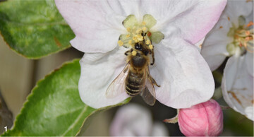 Bienen sind wertvolle Best�uber im Obstbau.