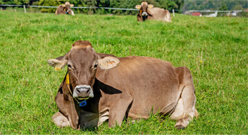 Bei gro�en Weidefl�chen an einem eher ung�nstigen Standort bietet sich das System der extensiven Standweide an.