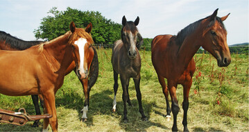Die immer heißeren und trockenen Sommermonate verknappen das Futter für Pferde.