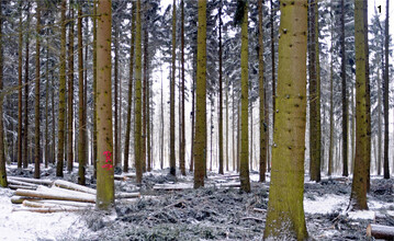 Neben der Beratung und Betreuung helfen die Forstämter auch beim Holzverkauf. Die zu fällenden Bäume werden begutachtet und mit einer Spraydose gut sichtbar markiert.