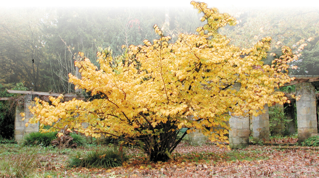Hamamelis wachsen langsam, k�nnen aber sehr ausladend werden.