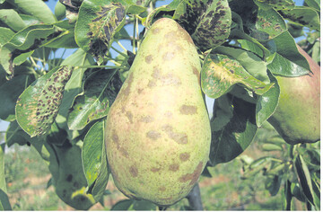 Blattbefall und Fruchtberostung durch die Birnenpockenmilbe.