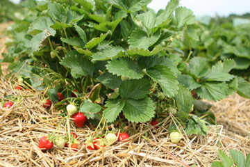 Nicht immer reifen Erdbeeren in der gew�nschten Qualit�t heran. Klagen �ber F�ulnisprobleme, vor allem in verfr�hten Best�nden, mehren sich. 