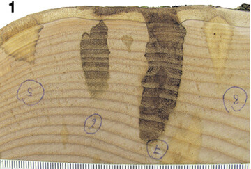 Fr�he Stammfu�nekrose an Esche.