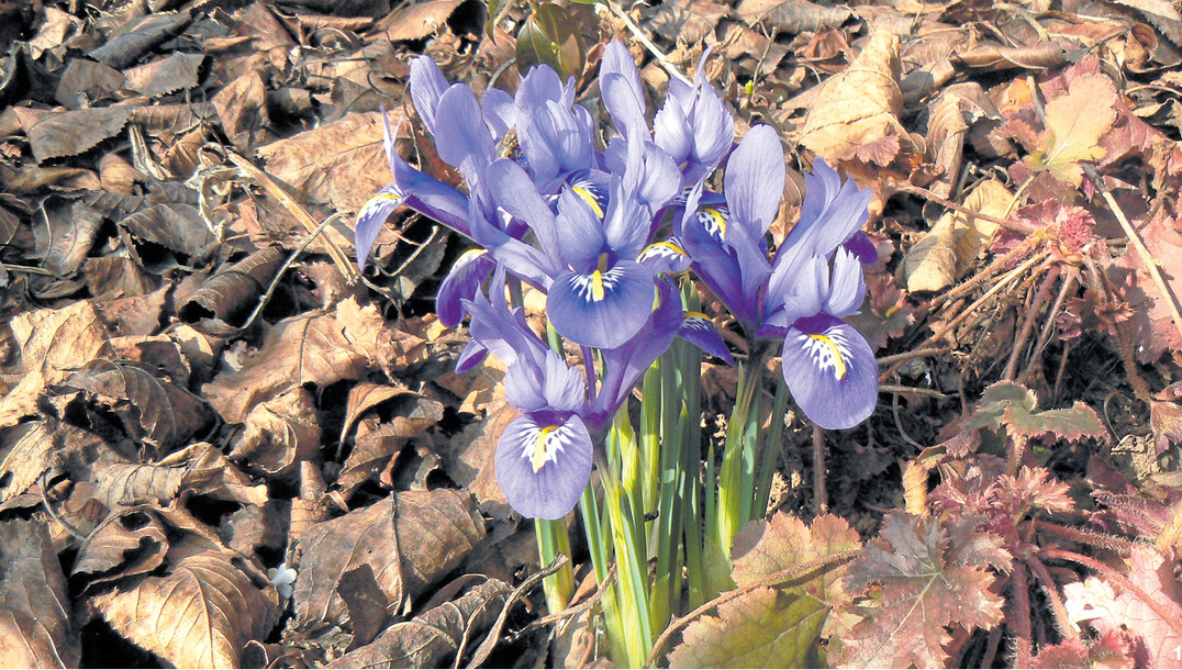 Zwischen trockenem Laub strahlt das satte Blau von Iris reticulata.