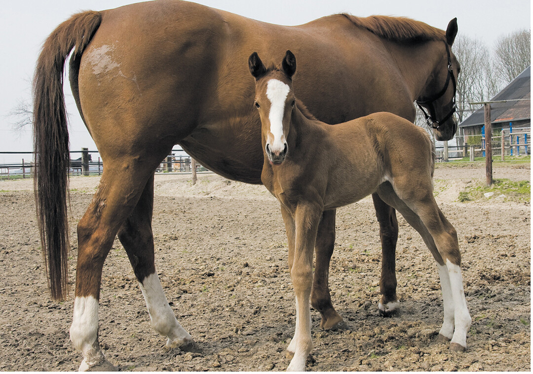 Damit sich Fohlen gesund entwickeln, ist es wichtig, die Jungtiere altersgem�� mit N�hrstoffen zu versorgen. Dazu z�hlen hochwertiges Rau- und Kraft- sowie Mineralfutter.
