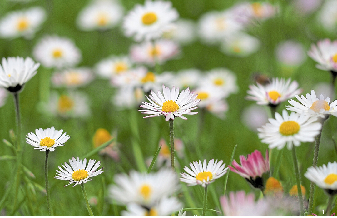 G�nsebl�mchen sind eine der ersten Fr�hlingsboten. Die krautige Pflanze wird bis zu 15 Zentimeter hoch und l�sst sich leicht pfl�cken.