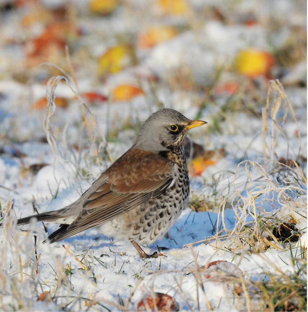 Die Wacholderdrossel sucht wie die Amsel ihre Nahrung, indem sie �ber den Boden h�pft und diese von dort aufpickt. Im Winter frisst sie auch Fr�chte und Beeren, an �pfeln mangelt es ihr derzeit nicht.