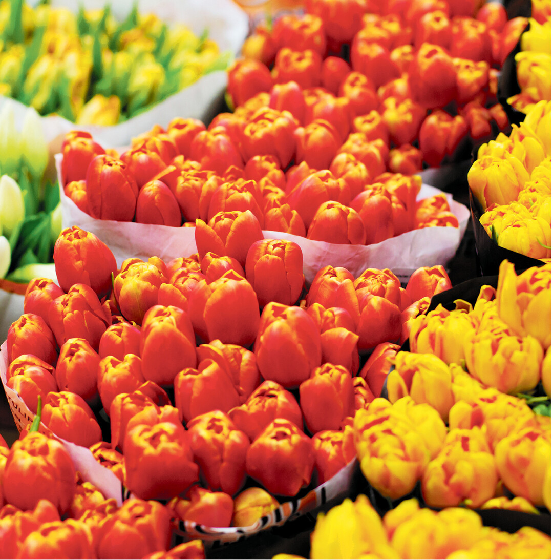 Am 14. Februar ist allj�hrlich der Gedenktag des heiligen Valentins (Valentinstag). Dar�ber hinaus wird er aber weltweit auch als Tag der Liebenden gefeiert. Der �berlieferung nach war Valentin ein armer Priester, der im dritten Jahrhundert unter dem nicht christenfreundlichen Kaiser Claudius II. in Rom lebte. Laut Legende schenkte er den frisch verheirateten Paaren Blumen aus seinem Garten. Au�erdem sollen die Ehen, welche durch ihn geschlossen wurden, immer unter einem guten Stern gestanden haben.