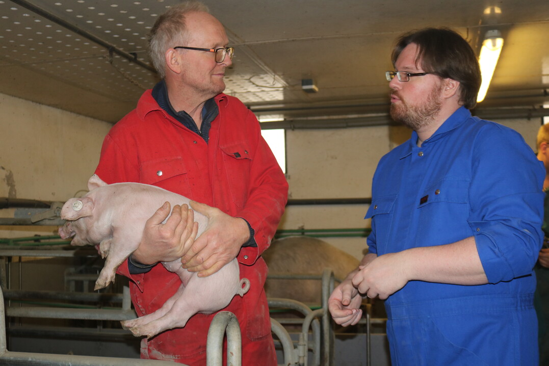 „Wir bonitieren die Ferkel, bevor wir entscheiden welche Würfe zu Versuchszwecken nicht kupiert werden. Ausschlaggebend sind hierfür Ohrvenenstauungen, Schwanzbasisnekrosen, unbehaarte Ohren, das Haarkleid und Einblutungen in die Klauen“, erläutert Schweinehalter Rainer Müller. Damit, so LSZ-Mitarbeiter Dr. Frederik Löwenstein, werde die zugrundeliegende Entzündungslast bei den Ferkeln ganzheitlich erfasst und beurteilt. „Der Ringelschwanz ist dabei nur ein Nebenprodukt“, macht der Tierarzt deutlich.