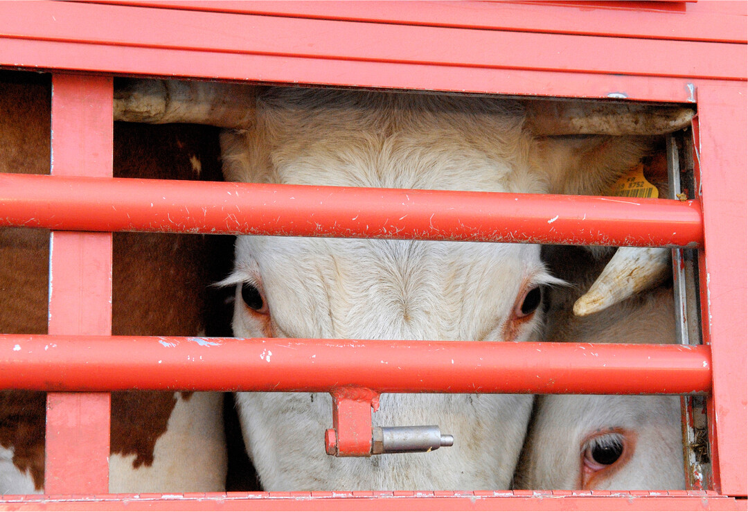 Lebendtiertransporte in Drittstaaten stehen in der �ffentlichen Kritik. Um eine politische L�sung der Transportbedingungen und �ber Transportverbote f�r die Rinder wird gerungen.