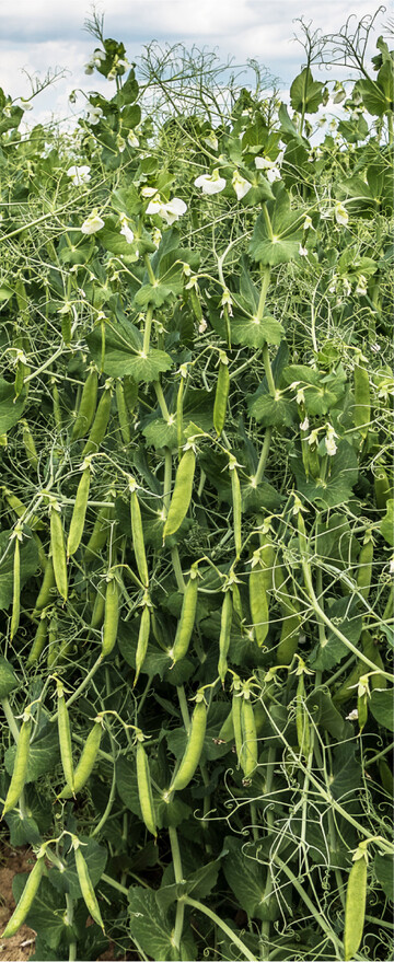 K�rnererbsen k�nnen auf einer Vielzahl von Standorten angebaut werden.