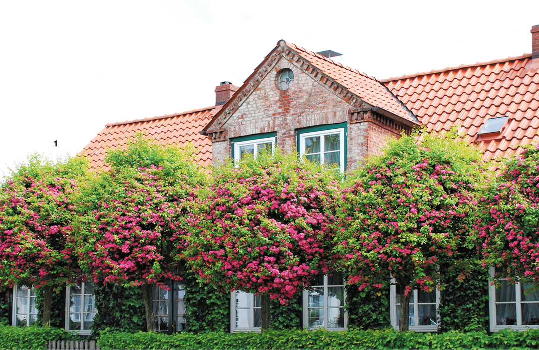Im Alter wird aus der kegelf�rmigen Krone des Rotdorns (Crataegus laevigata Paul Scarlet) eine Kugel.