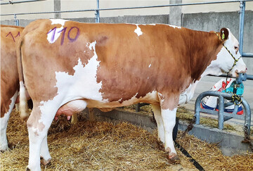 Diese Vegas-Tochter vom Betrieb H�gele erzielte den Tagesh�chstpreis .