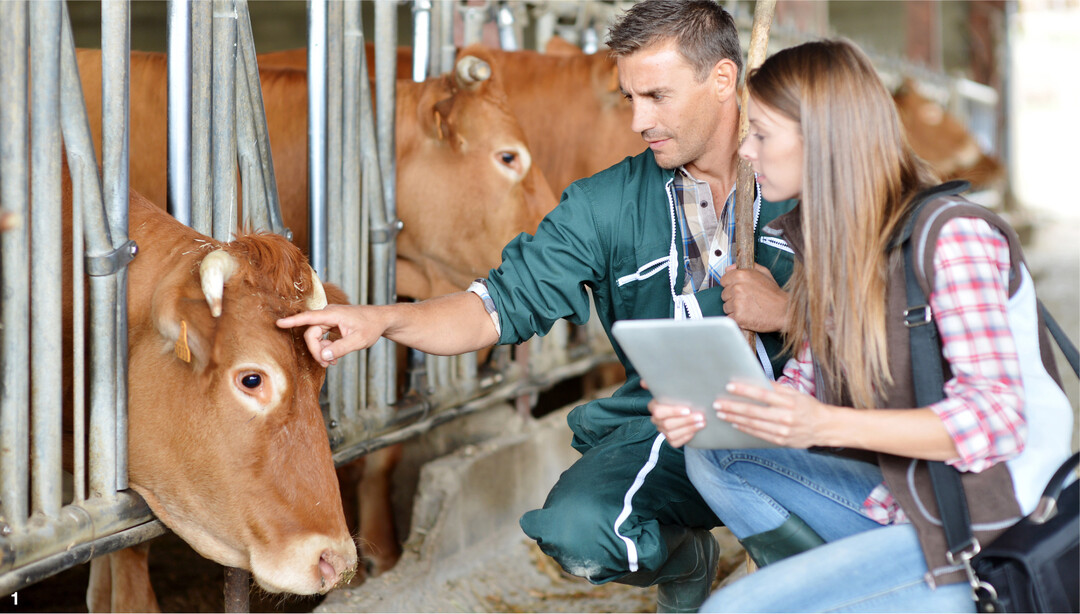 Immer weniger Tiermediziner spezialisieren sich auf Nutztiere.�