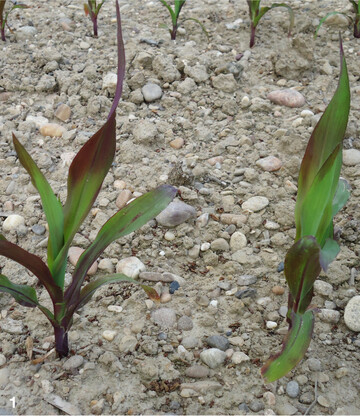 Eine Rotverf�rbung der Maispflanzen deutet auf Phosphatmangel hin.
