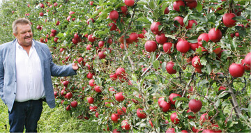 Hubert Bernhard sieht in der Guyot-Erziehung einen Ansatz, um die arbeitsintensive Obstproduktion zu verbessern. Nach den anf�nglich aufwendigen Formierungsarbeiten erlaubt die schmale Erziehung der B�ume einen effizienteren Einsatz mechanischer Ger�te.