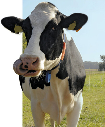 Eine wachsende Zahl von Verbrauchern w�nscht sich, dass K�he nicht nur im Stall gehalten werden, sondern zus�tzlich regelm��ig auf eine Weide k�nnen.