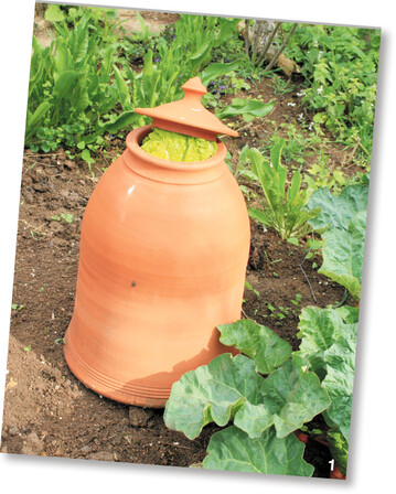 Nach bereits zwei oder drei Wochen heben die lang gestreckten Rhabarberst�ngel den Topfdeckel an.