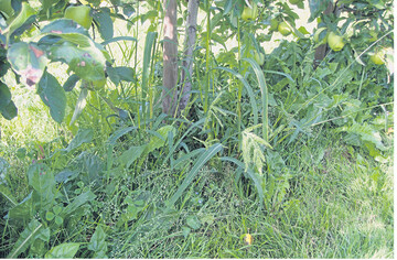 Mischverunkrautung im Sommer: H�hnerhirse, L�wenzahn, Einj�hrige Rispe und Wei�klee wuchern im Baumstreifen und konkurrieren mit den B�umen um N�hrstoffe.