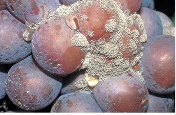 Grauschimmel an Weintrauben.