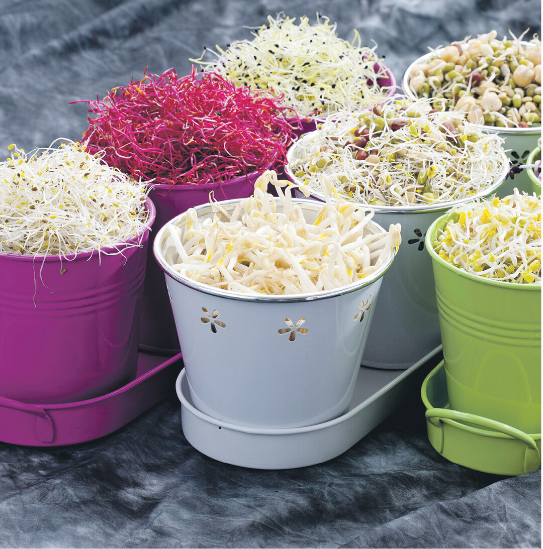 Sprossen nennen wir die frisch aus dem Samen ausgetriebenen Keimlinge. Gerade jetzt im Winter ist es nicht nur f�r Kinder eine Freude, deren schnelles Wachstum zu beobachten. Das knackige Gewimmel liefert uns viele Vitamine.