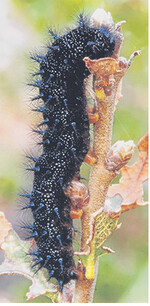 Raupe des Goldenen Scheckenfalters.