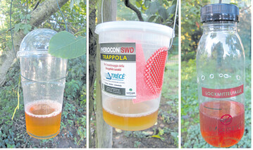 Bei einem Versuch mit den K�derfallen (v. l.) des LTZ, von Pherocon und Bockmeyer hat sich die LTZ-Falle mit einem Gemisch aus Apfelessig und Wasser bew�hrt.