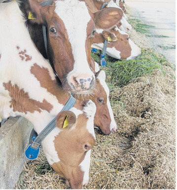 Weniger Entz�ndungen im K�rper, mehr Milch: Traubentrester f�rdert einen gesunden Stoffwechsel bei Milchk�hen. Das zeigt ein Versuch am rheinlandpf�lzischen Hofgut Neum�hle.