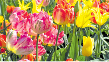 Fest f�r das Auge: Tulpenbeet im Fr�hjahr.