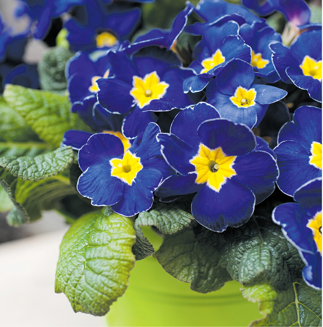 Sie sind mit die ersten, die wieder Farbe in den sp�ten Winter bringen: die Primeln. Die im Handel erh�ltlichen Exemplare sind speziell gez�chtete Hybriden, ihre wildlebende Verwandte ist die St�ngellose Schl�sselblume. Sie kann bis zu 30 Jahre alt werden.