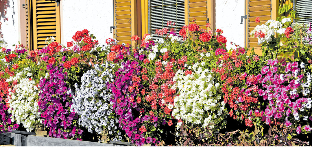 �ppige Bl�tenpracht mit Geranien und Petunien, den Klassikern unter den Balkonpflanzen. Regelm��ig Verbl�htes ausputzen � fertig ist das Pflanzenparadies Balkonien.