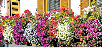 �ppige Bl�tenpracht mit Geranien und Petunien, den Klassikern unter den Balkonpflanzen. Regelm��ig Verbl�htes ausputzen � fertig ist das Pflanzenparadies Balkonien.