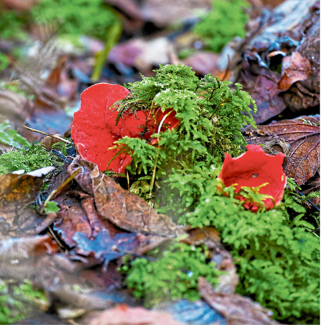 Dieser Scharlachrote Kelchbecherling (Sarcoscypha coccinea), auch Zinnoberroter Kelchbecherling oder Prachtbecherling genannt, steht in einem Waldgebiet bei Zwiefaltendorf. Der Pilz gilt in ganz Deutschland als selten, in der Roten Liste der gef�hrdeten Arten hat er den Status �gef�hrdet".