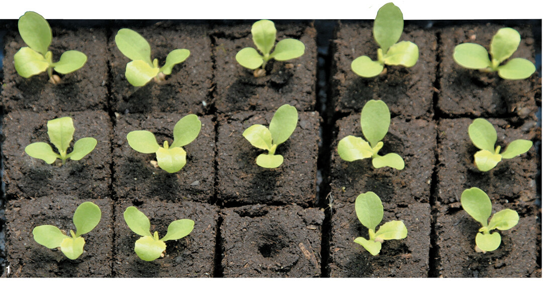 Bei der Aussaat in Erdpresst�pfen oder Topfplatten legt man die Samen einzeln ab und erspart sich auf diese Weise das Pikieren.