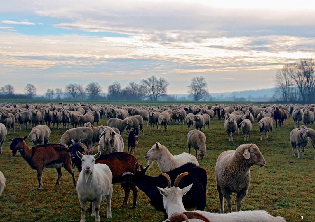 Die Schafe verbringen ihr ganzes Leben unter freiem Himmel.