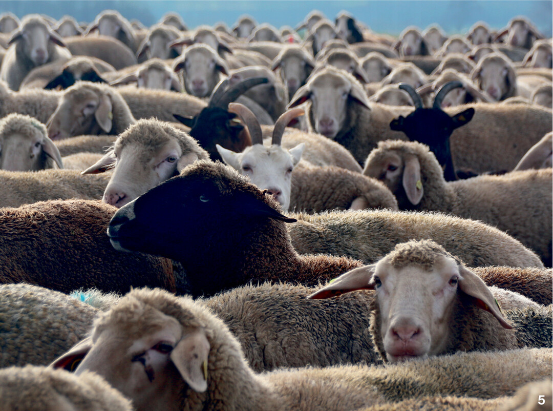 Die meiste Zeit friedlich: Schafe und Ziegen sind gut ausgelastet.