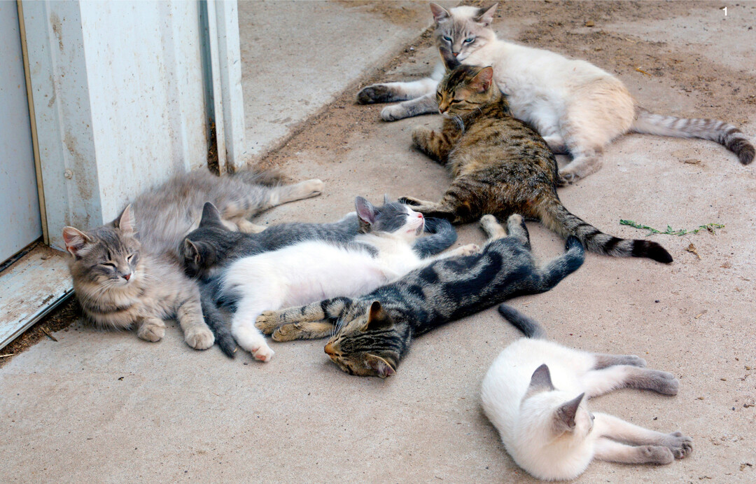 Wenn es j�hrlich mehrere W�rfe von Streunern gibt, sollte man sich schleunigst ans Kastrieren machen.