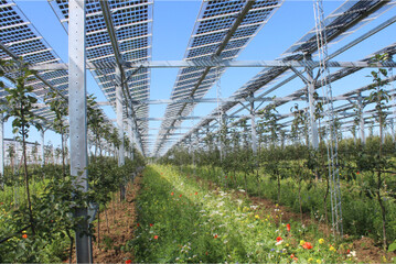 Solarenergie und landwirtschaftliche Nutzung auf einer Fl�che.